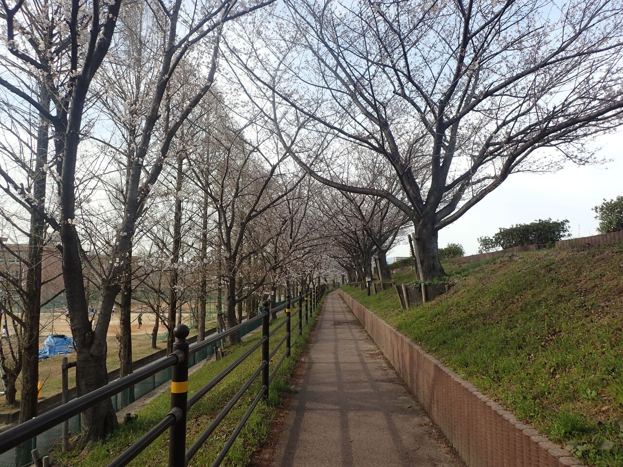 花の雨 きままに季語