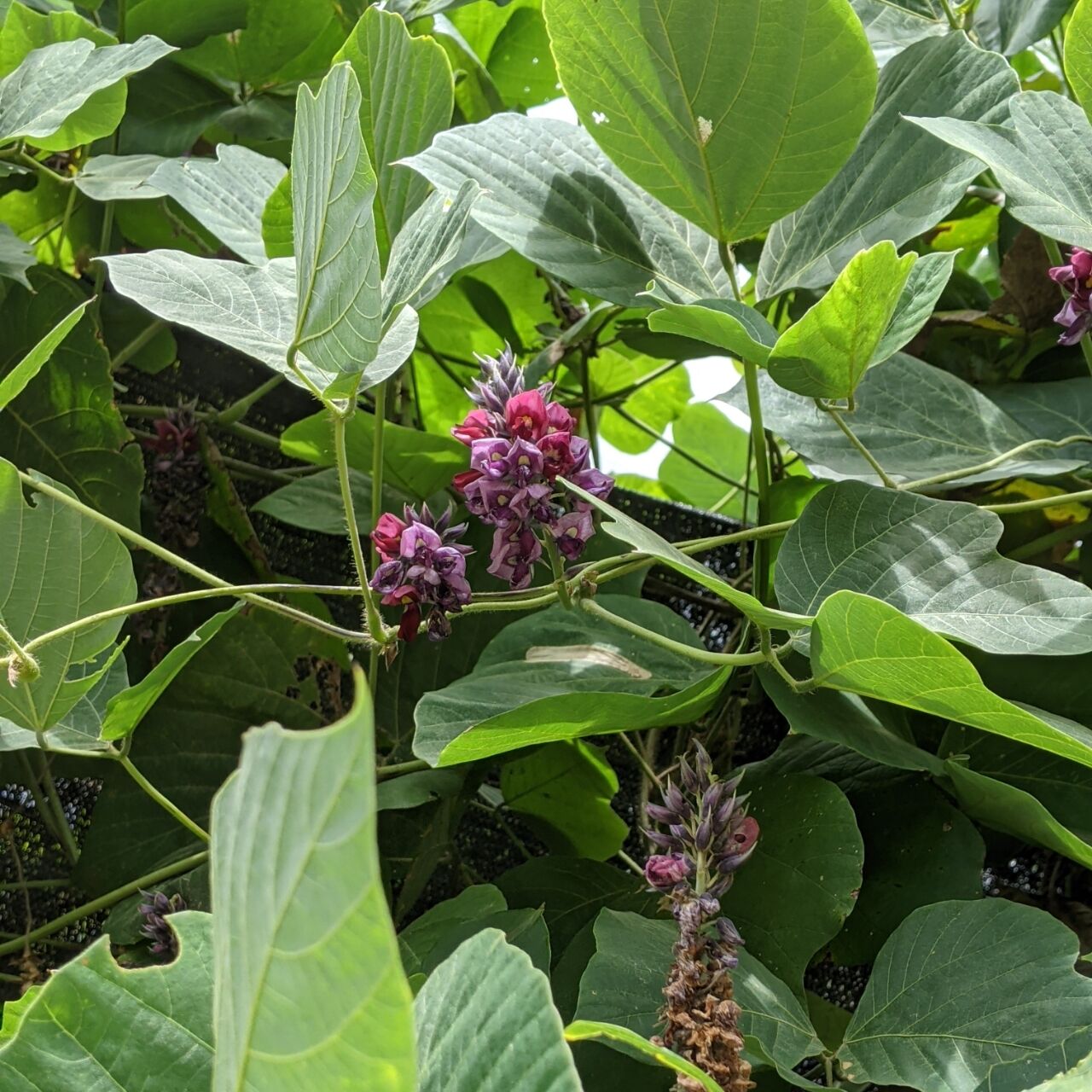 葛の花 きままに季語