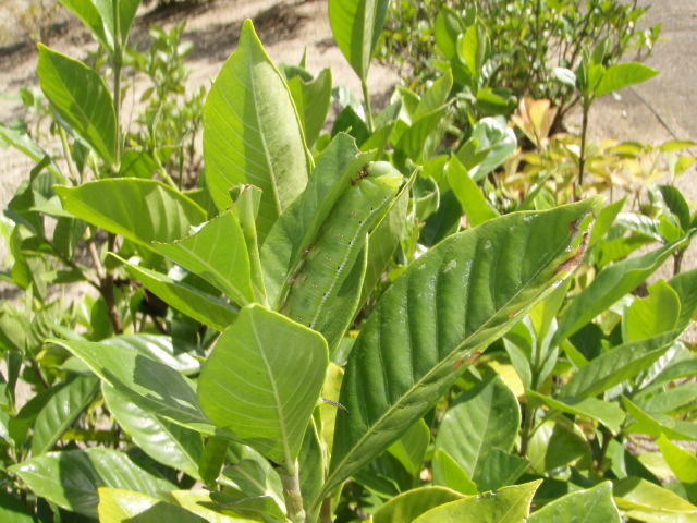 緑がいっぱい きままに季語