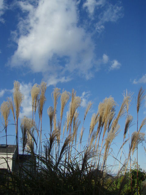 枯芒 きままに季語 枯芒 きままに季語