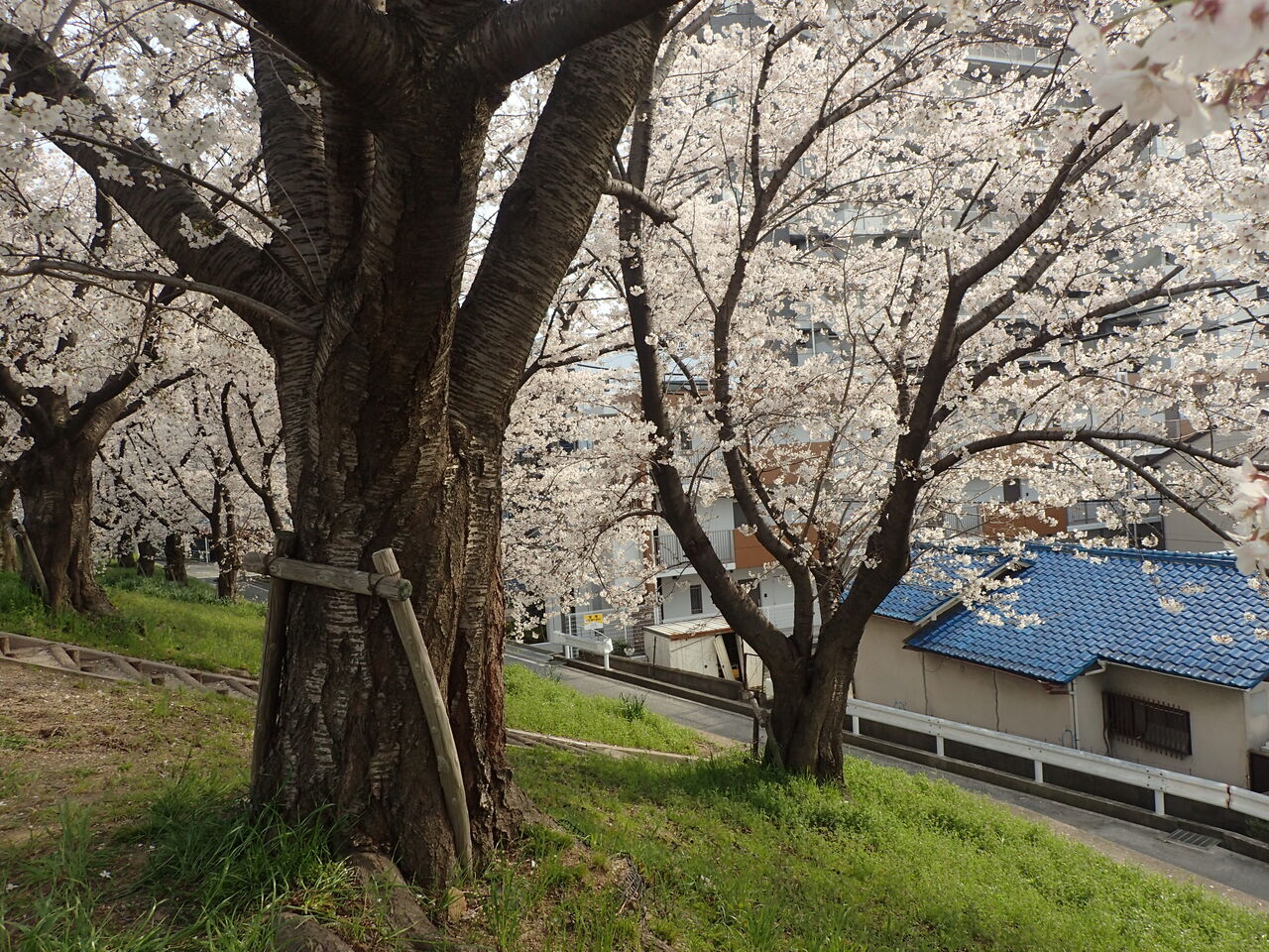 花の雨 きままに季語