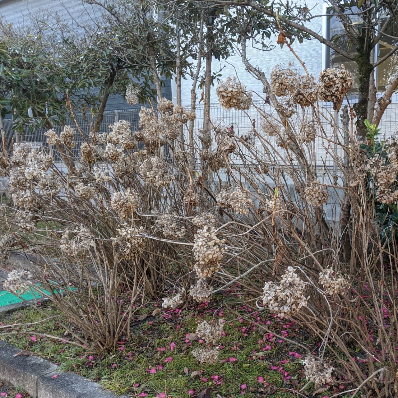 冬枯 きままに季語 冬枯 きままに季語