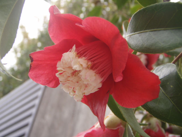 桜蘂降る 椿の蘂 きままに季語