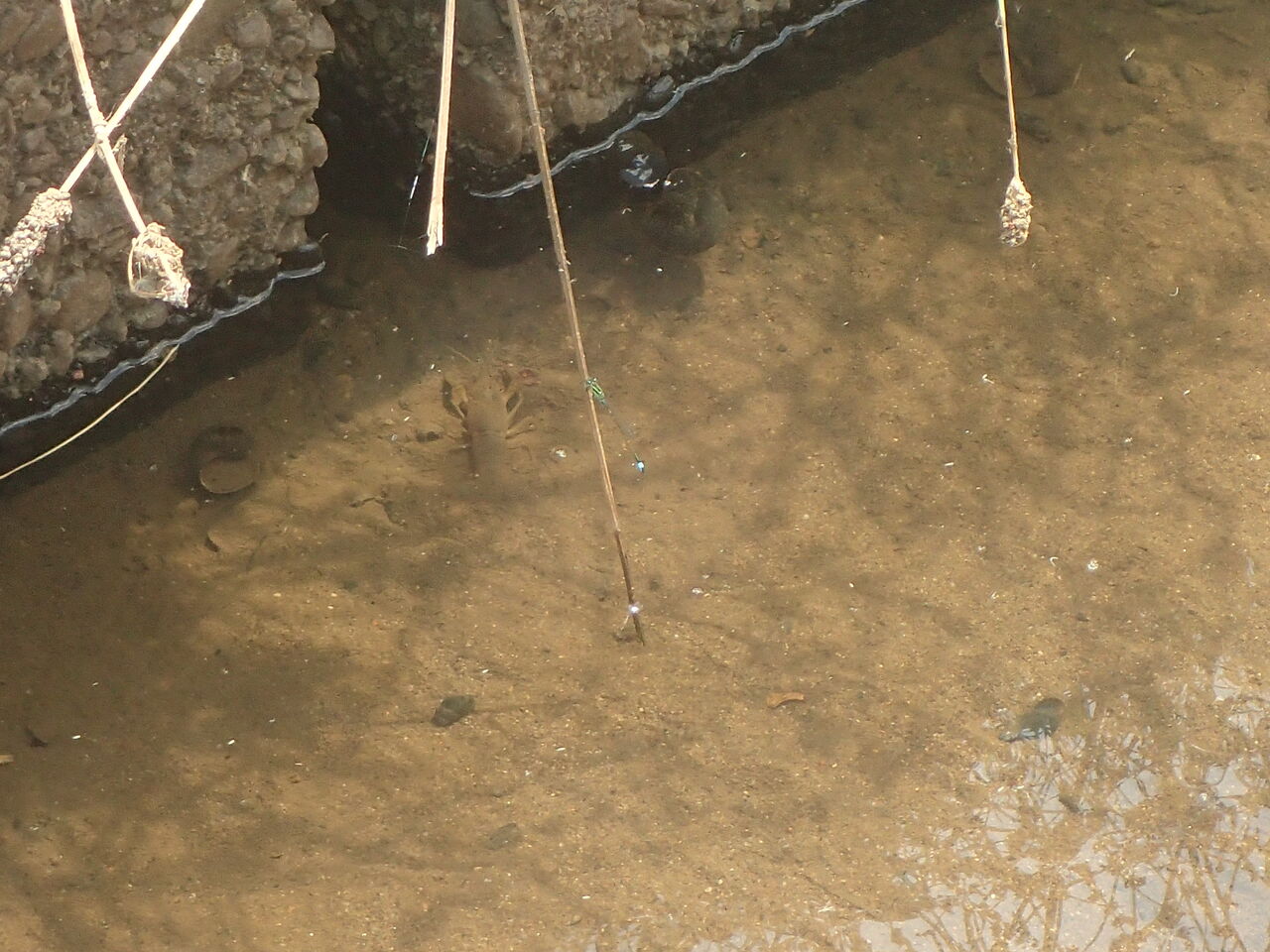 蟹 きままに季語