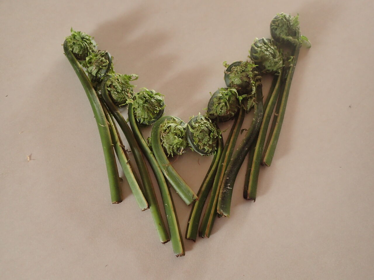 蕨 きままに季語