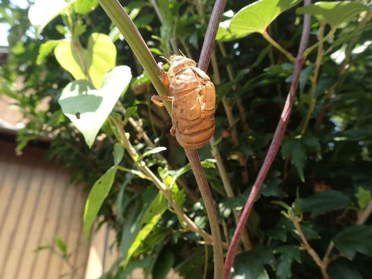 夏 きままに季語