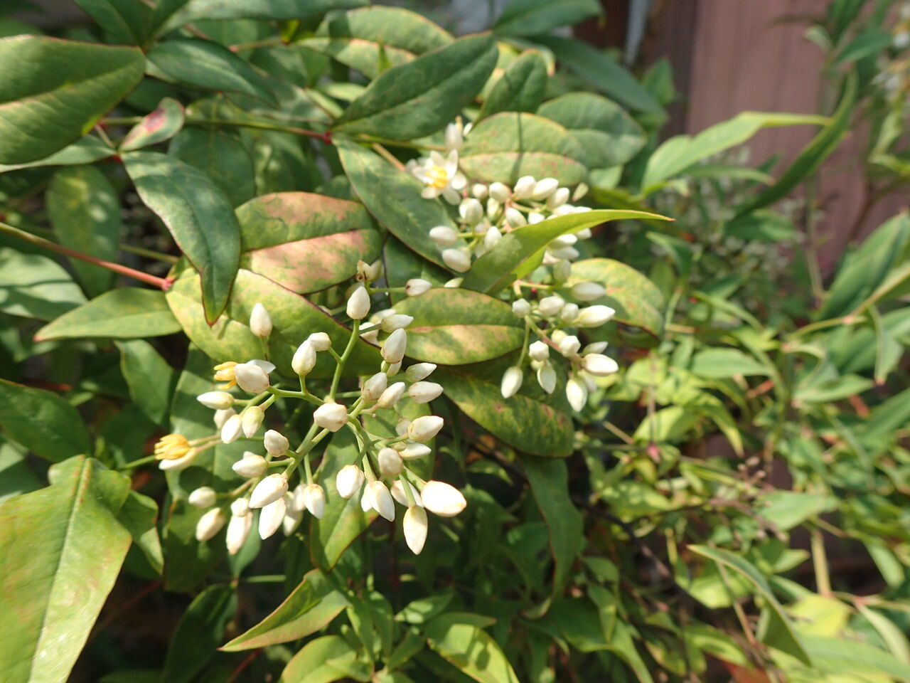 南天の花 きままに季語