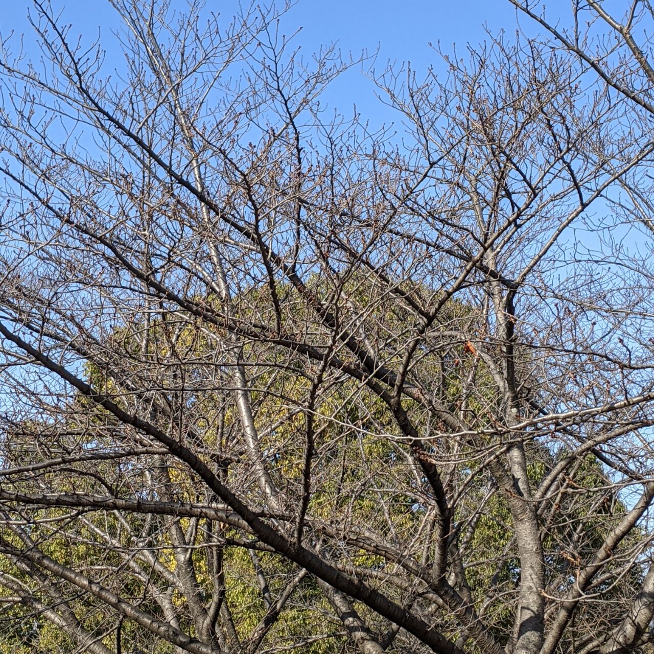 冬木 きままに季語