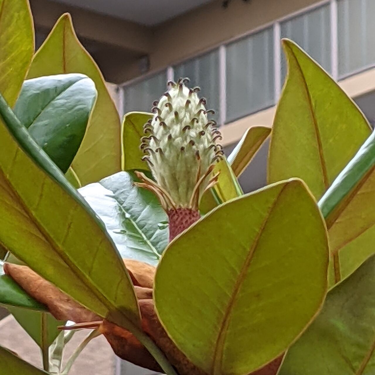 泰山木の花 きままに季語 泰山木の花 きままに季語