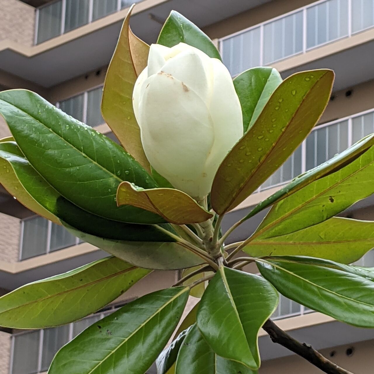 泰山木の花 きままに季語 泰山木の花 きままに季語