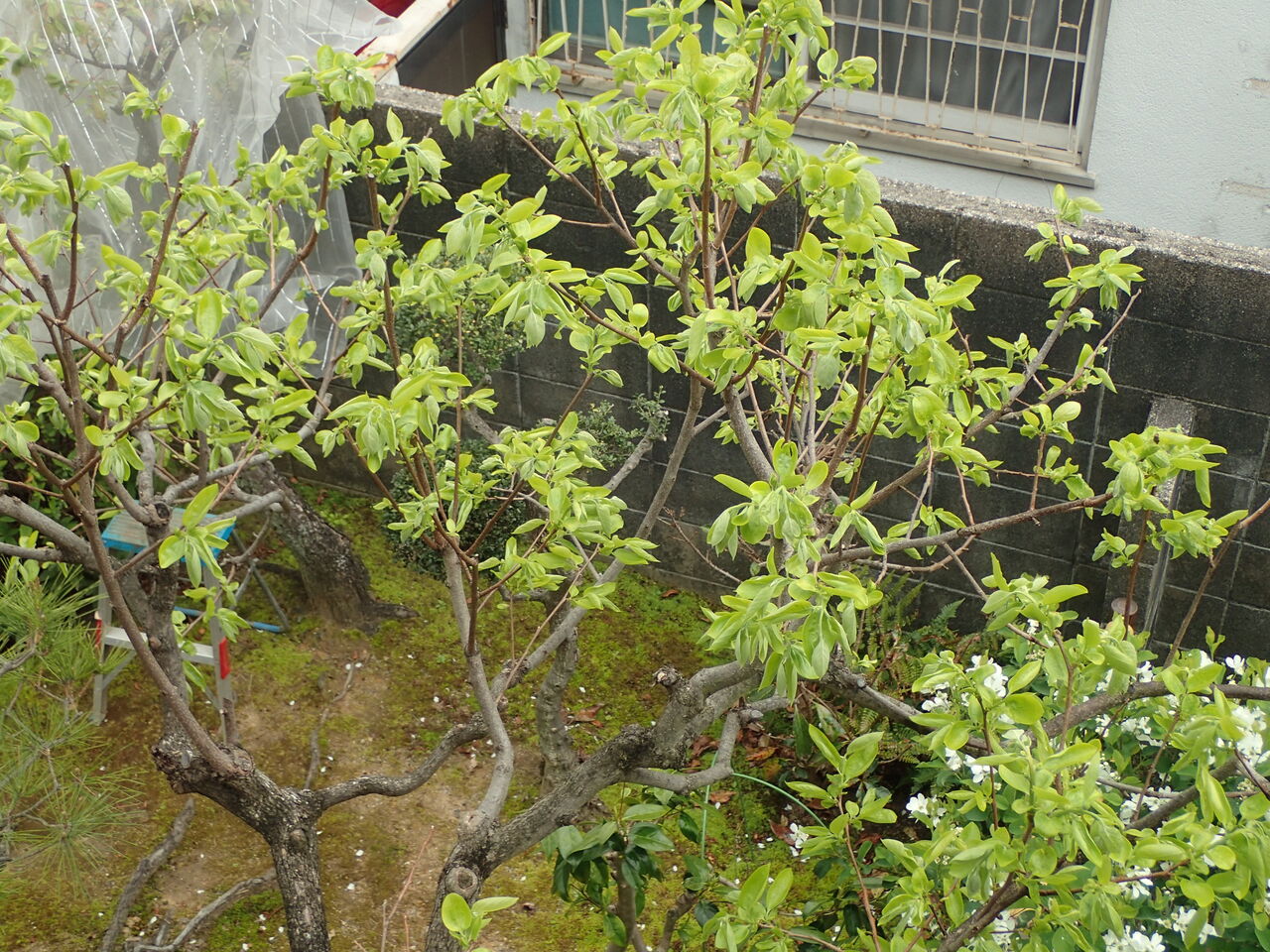 木の芽 きままに季語 木の芽 きままに季語