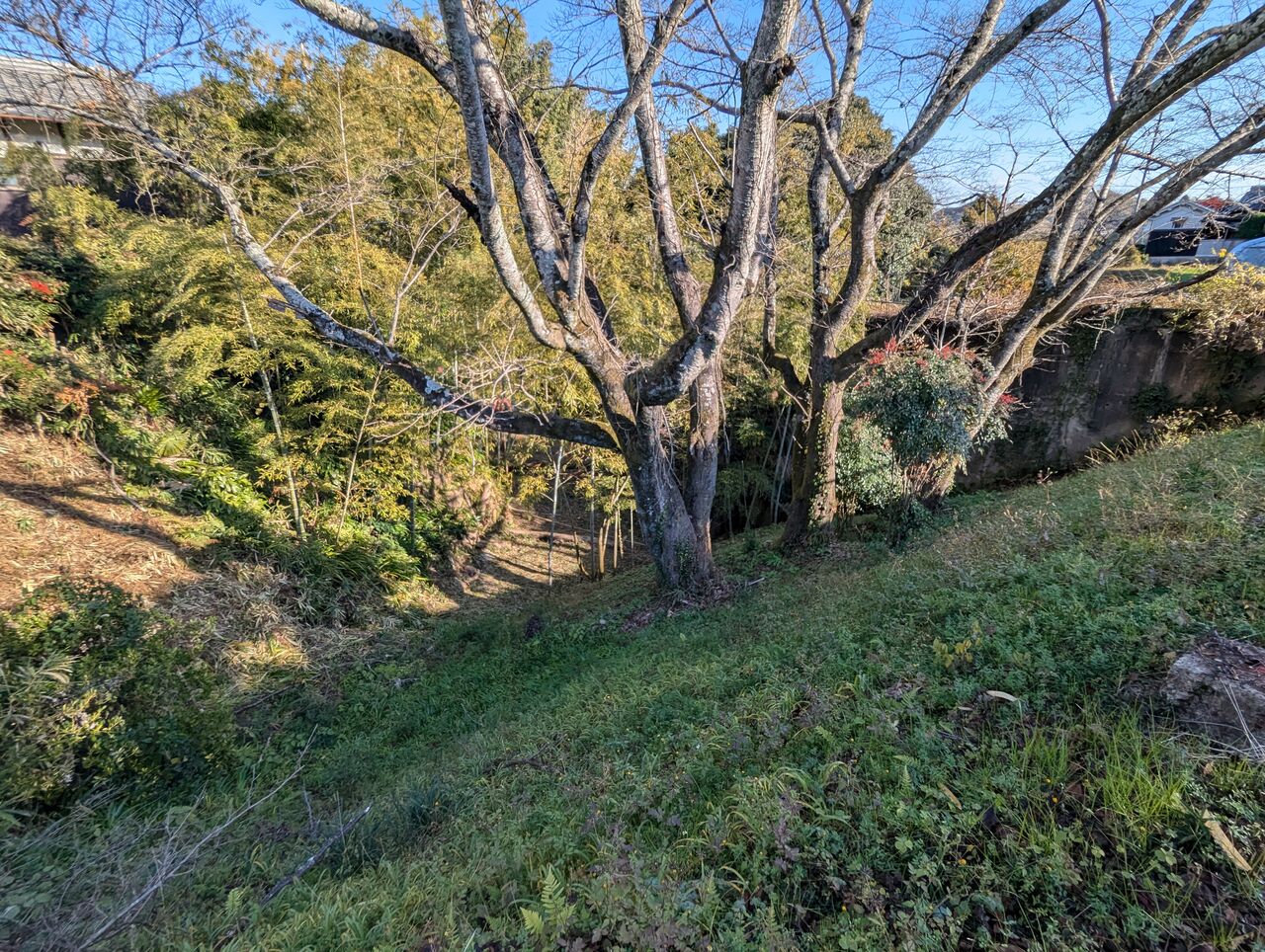 冬木 : きままに季語