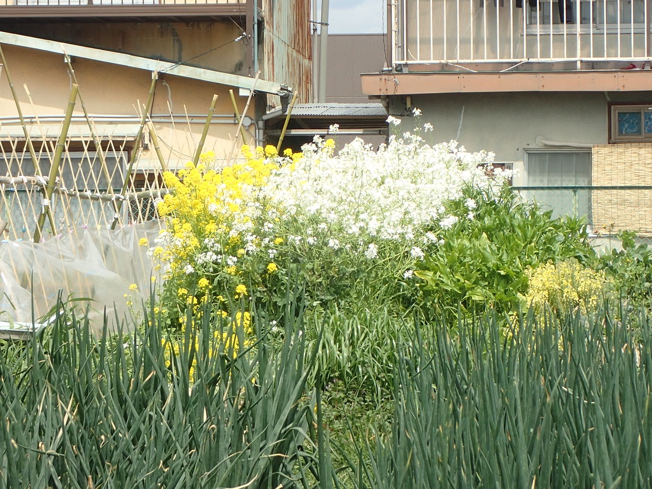 葱坊主 きままに季語