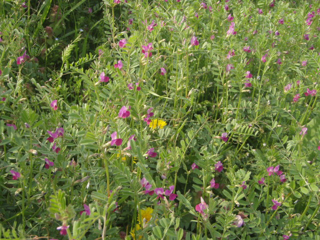 麗か カラスノエンドウ きままに季語