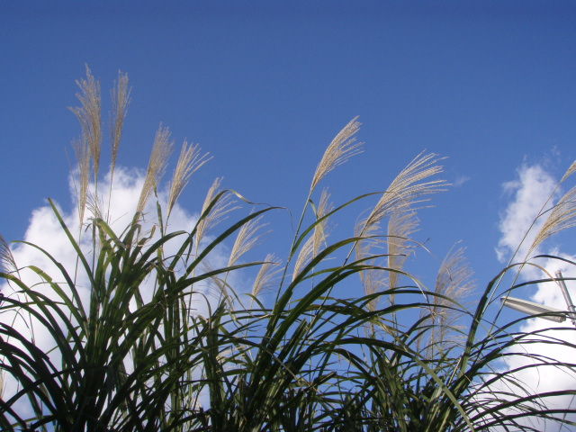 枯芒 きままに季語 枯芒 きままに季語