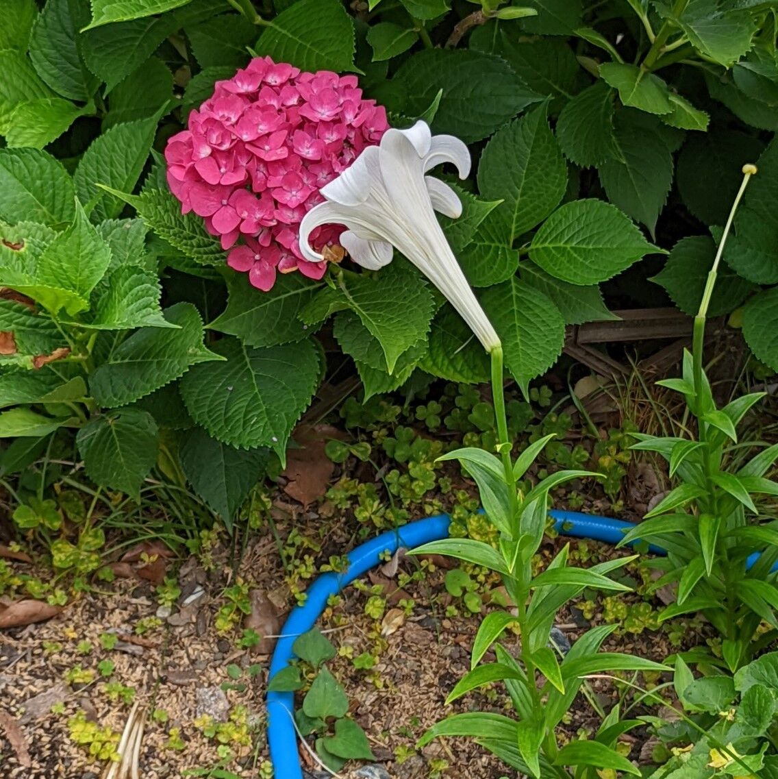 百合 きままに季語