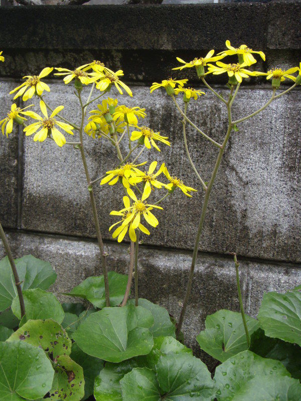 石蕗の花 きままに季語 石蕗の花 きままに季語