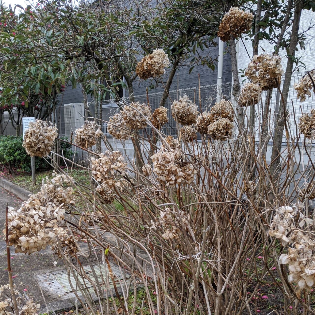 野焼き きままに季語 野焼き きままに季語