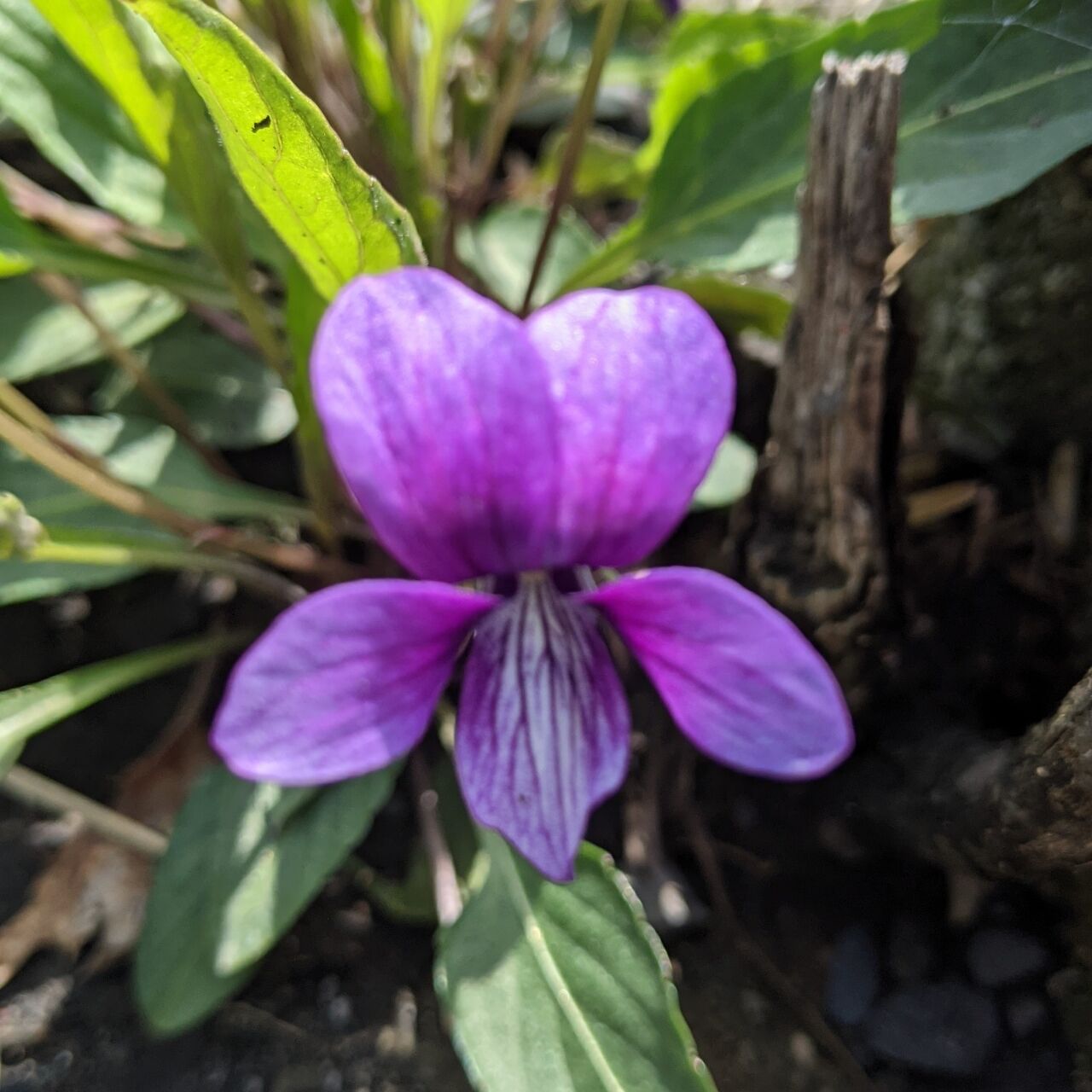 菫 きままに季語