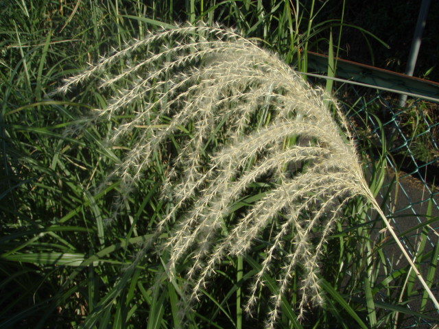 枯芒 きままに季語 枯芒 きままに季語