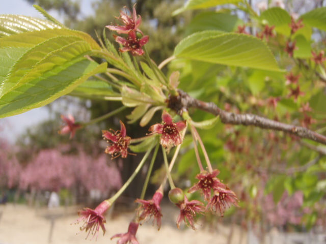 桜蘂降る 椿の蘂 きままに季語