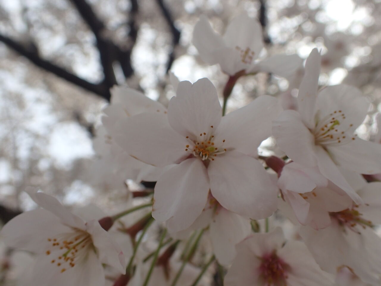 花の雨 きままに季語