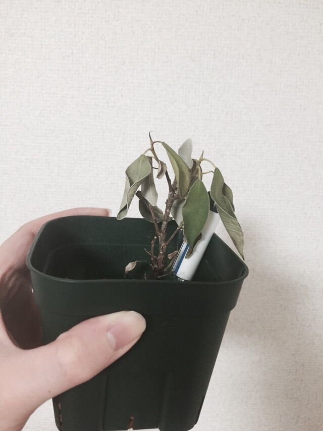 ガジュマルのいま ガジュマル 窓辺の葉っぱ