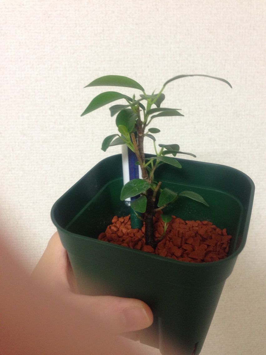 ガジュマルのいま ガジュマル 窓辺の葉っぱ