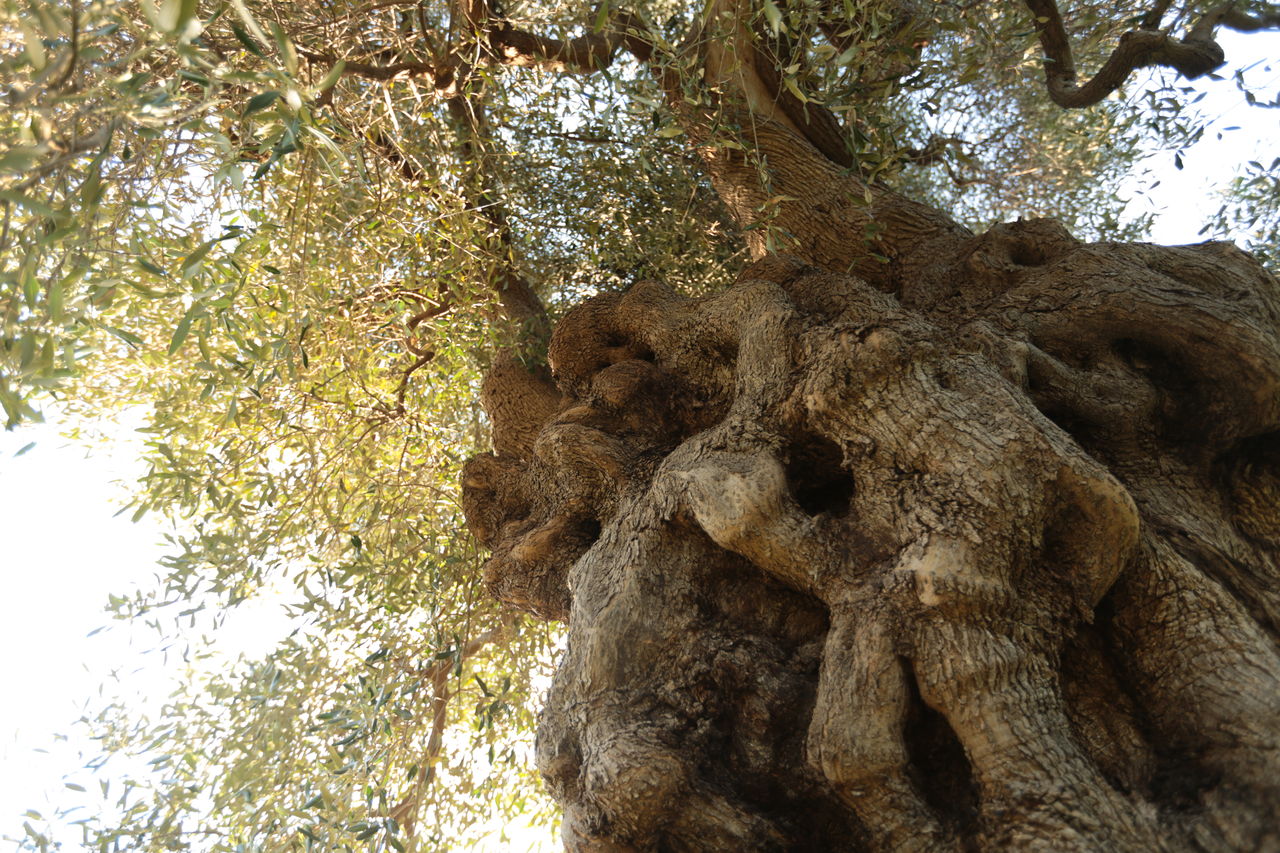 ナツッジのふるさとーー南イタリアpulia Natuzzi 美と調和 デザインと機能性 心満たされる暮らしへ