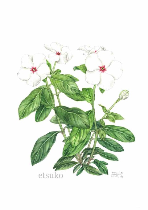 ニチニチソウ キョウチクトウ科 Etsukoの植物画ブログ ニチニチソウ キョウチクトウ科 Etsukoの植物画ブログ