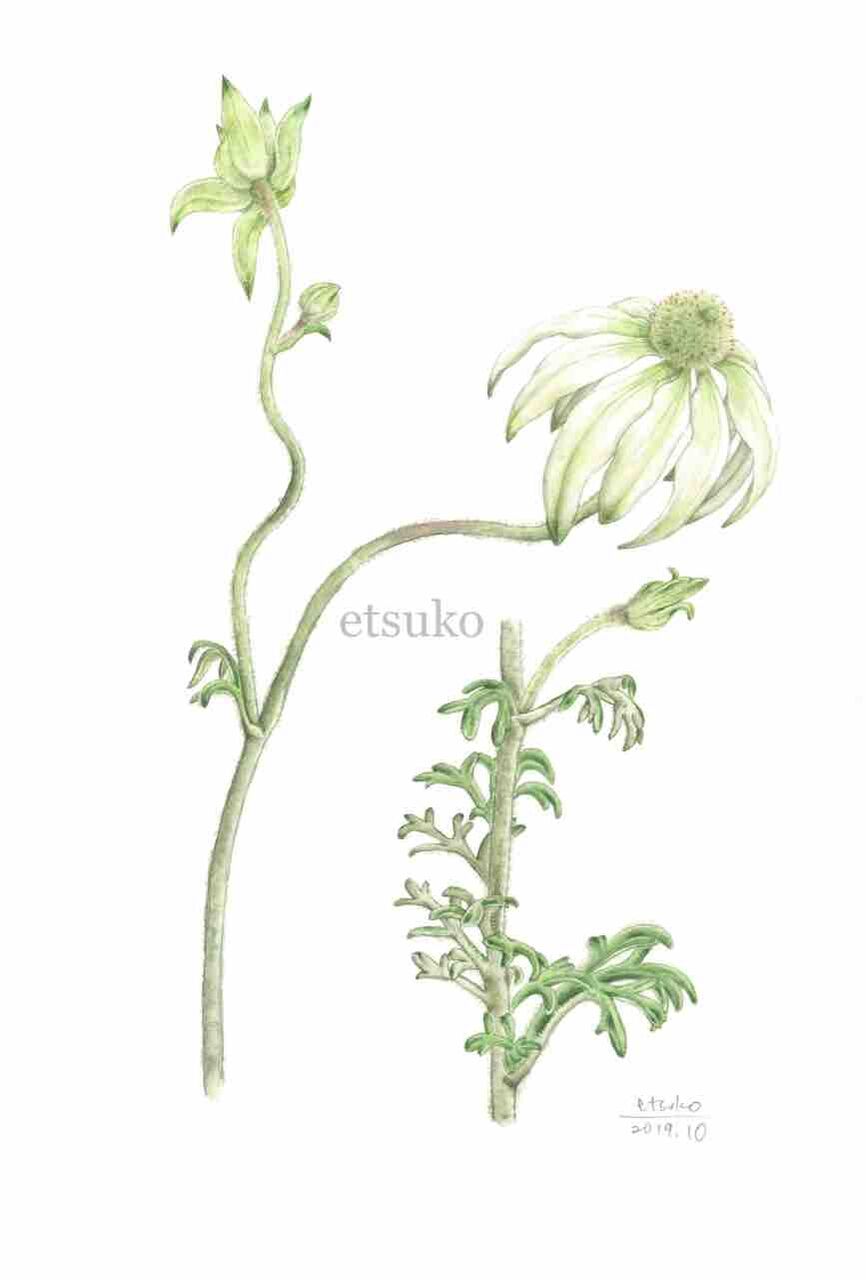 フランネルフラワー セリ科 Etsukoの植物画ブログ