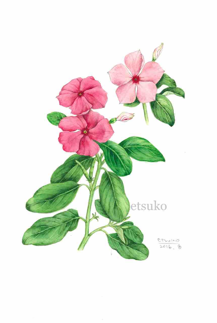 ニチニチソウ キョウチクトウ科 Etsukoの植物画ブログ ニチニチソウ キョウチクトウ科 Etsukoの植物画ブログ