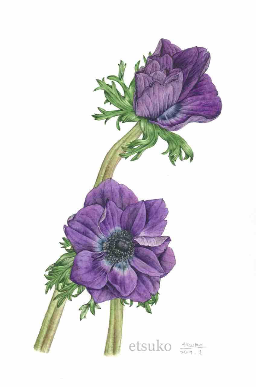 油彩画 植物の花ホオヅキ ホオヅキ｜園芸植物小百科｜育て方｜花の写真