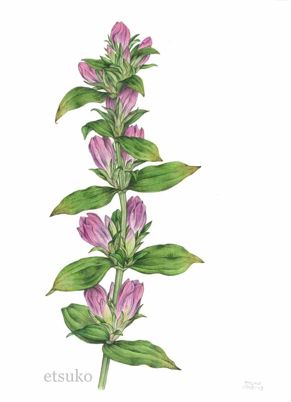 リンドウ リンドウ科 Etsukoの植物画ブログ