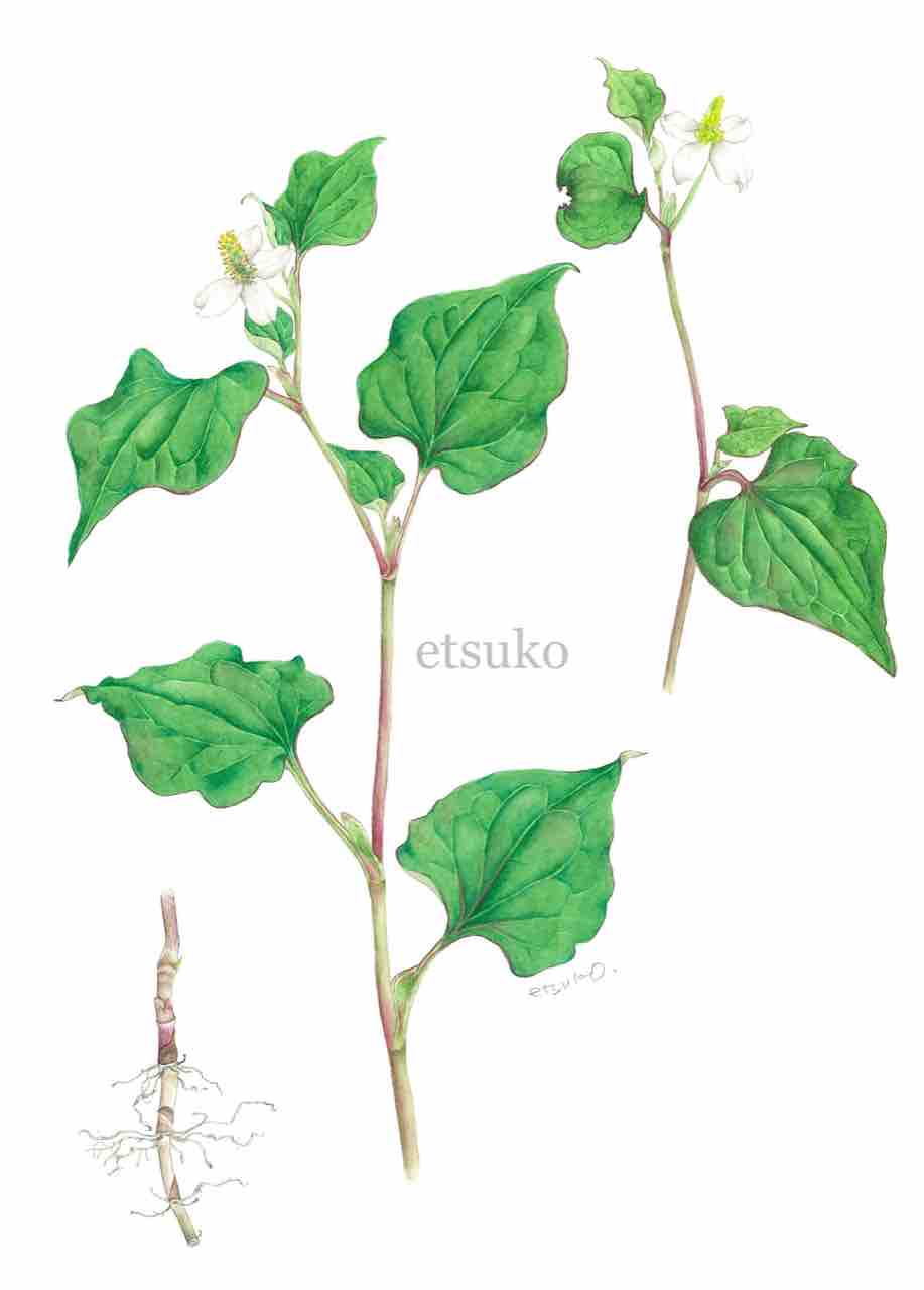 ドクダミ ドクダミ科 Etsukoの植物画ブログ