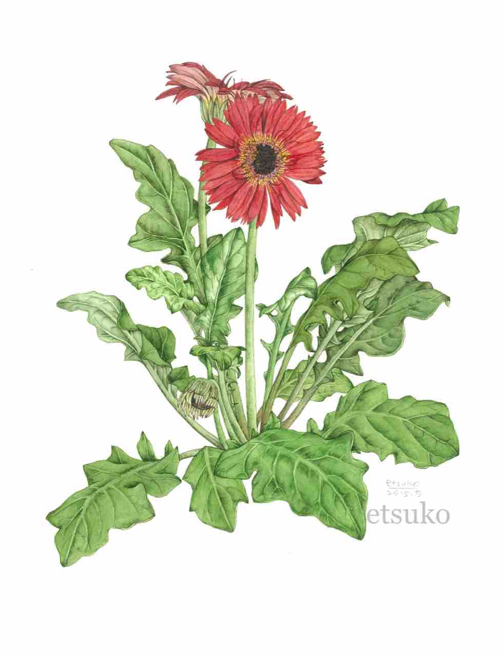 ガーベラ キク科 Etsukoの植物画ブログ ガーベラ キク科 Etsukoの植物画ブログ