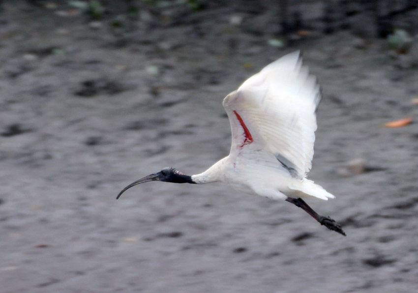 Nawshicaの自然とともに ケアンズの鳥 トキ科 ノガン科 Nawshicaの自然とともに ケアンズの鳥 トキ科 ノガン科