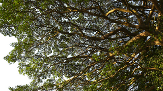20100109桜山神社_09