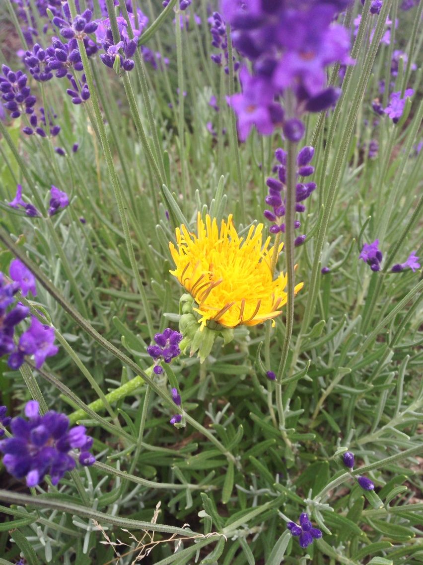 ミント98日目とあぜ道より道 ペットボトルで水耕栽培 ペットボトルで水耕栽培