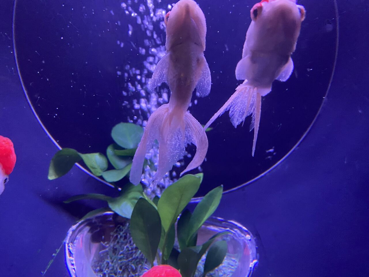 アクアリウム 病気 アート