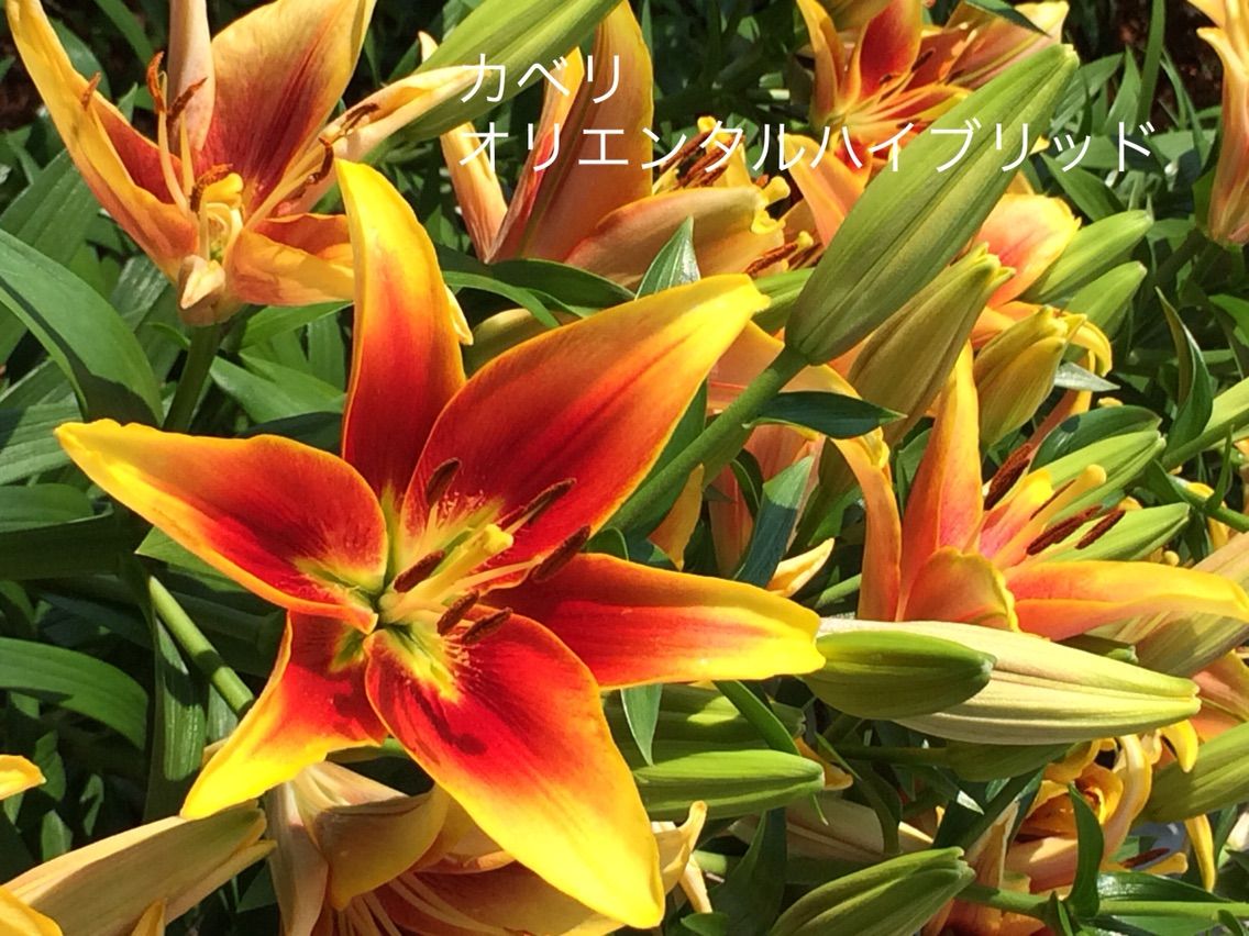 芳香漂うユリの花 千種公園 年を刻む 年輪 芳香漂うユリの花 千種公園 年を刻む 年輪