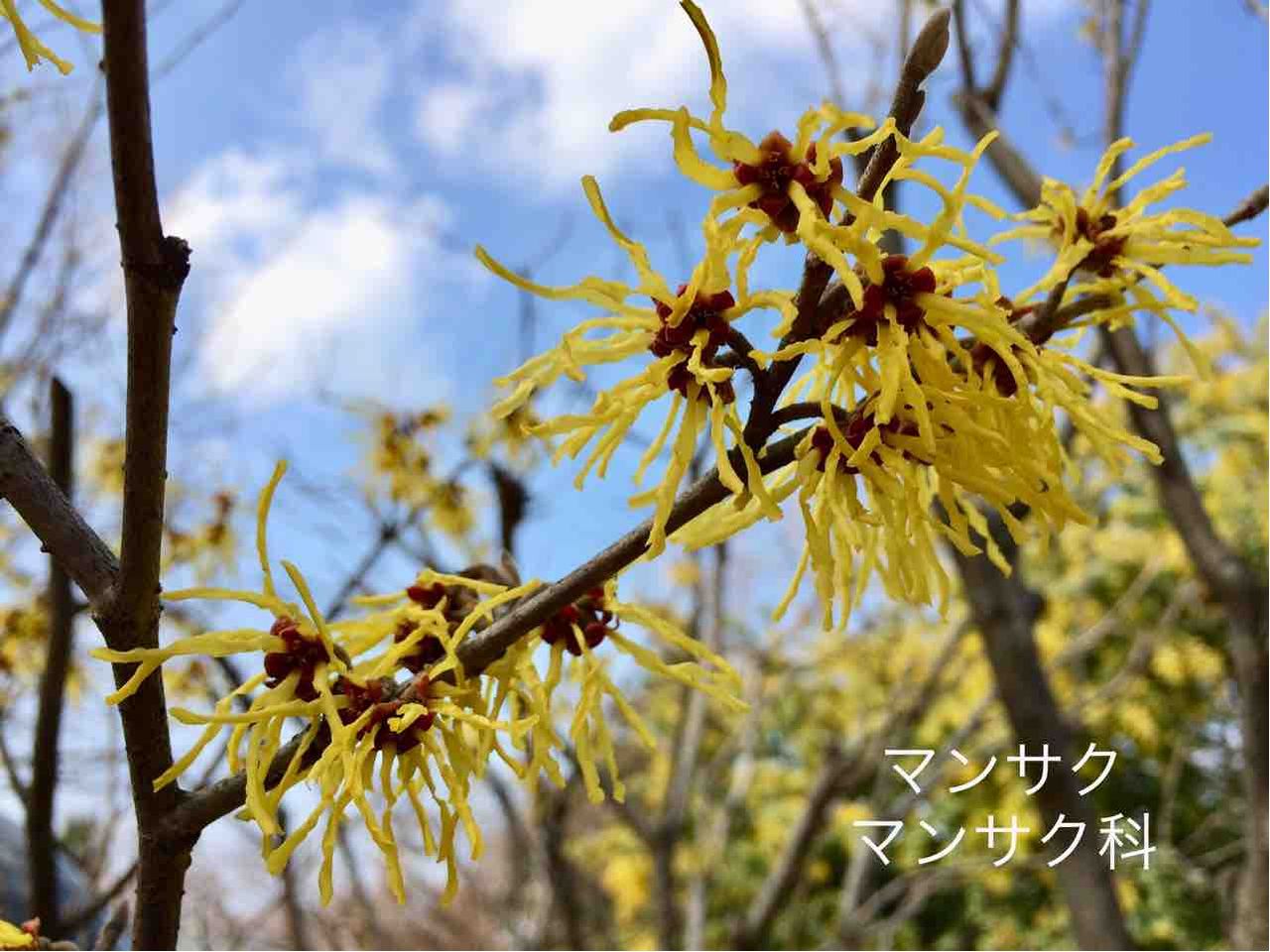 名城公園の花 北区 迎梅の候 早春を楽しむ 年輪 Since1956