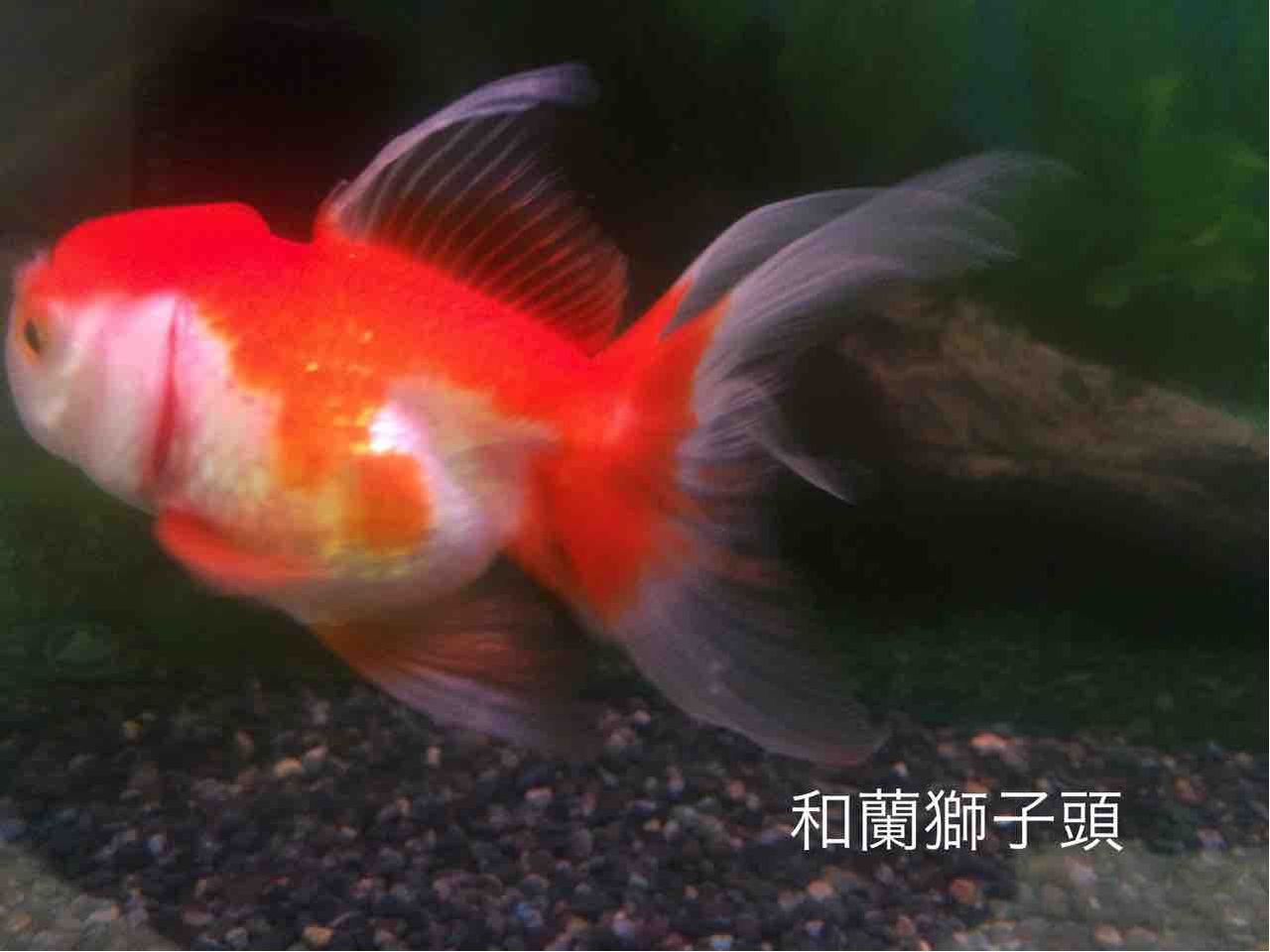 弥富の金魚 弥富市 金魚のまちの歴史資料館で金魚を楽しむ 年を刻む 年輪