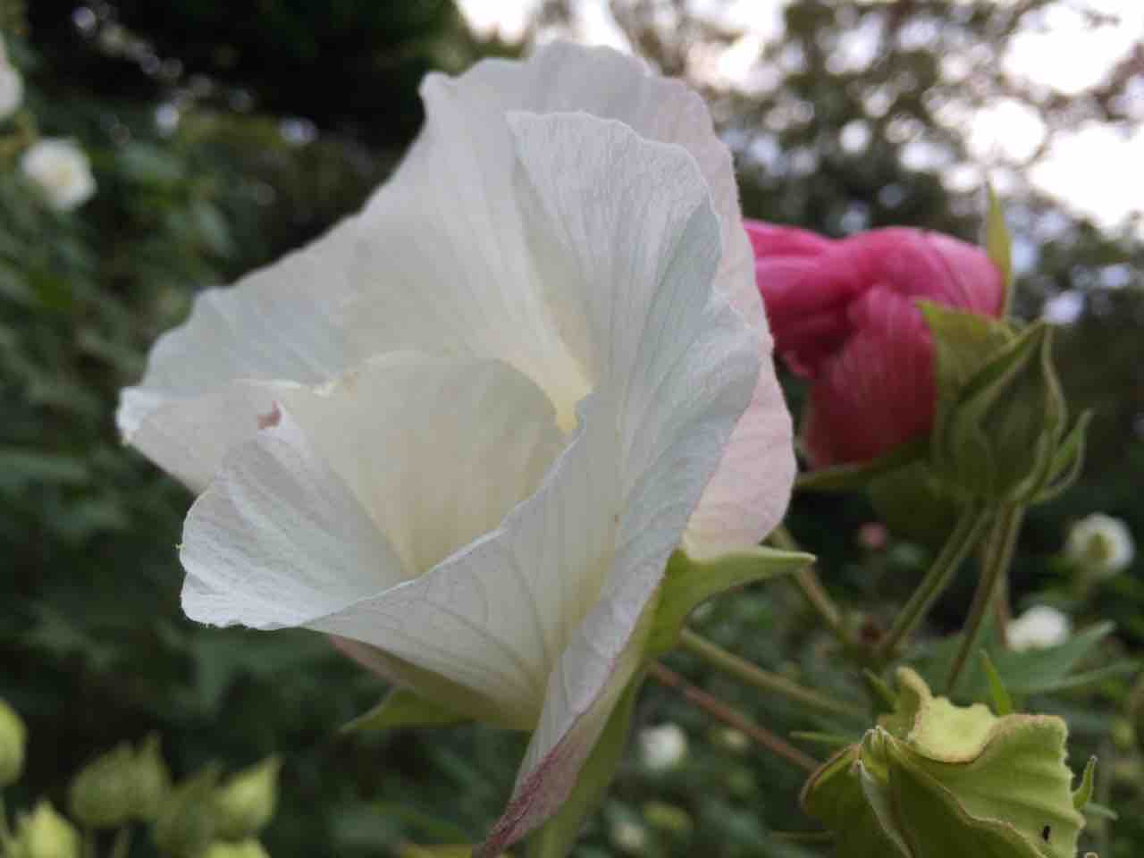 鶴舞公園 秋の花 スイフヨウの見納め 秋バラが見頃 年を刻む 年輪