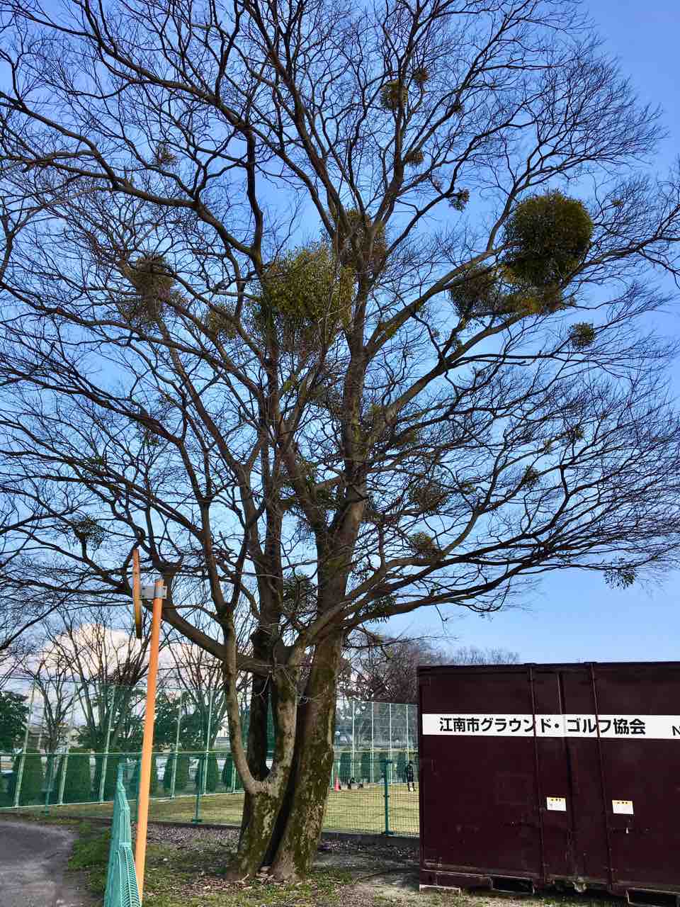 ヤドリギ 宿り木 落葉樹に宿る常緑低木樹 半寄生植物 年を刻む 年輪 ヤドリギ 宿り木 落葉樹に宿る常緑低木樹 半寄生植物 年を刻む 年輪