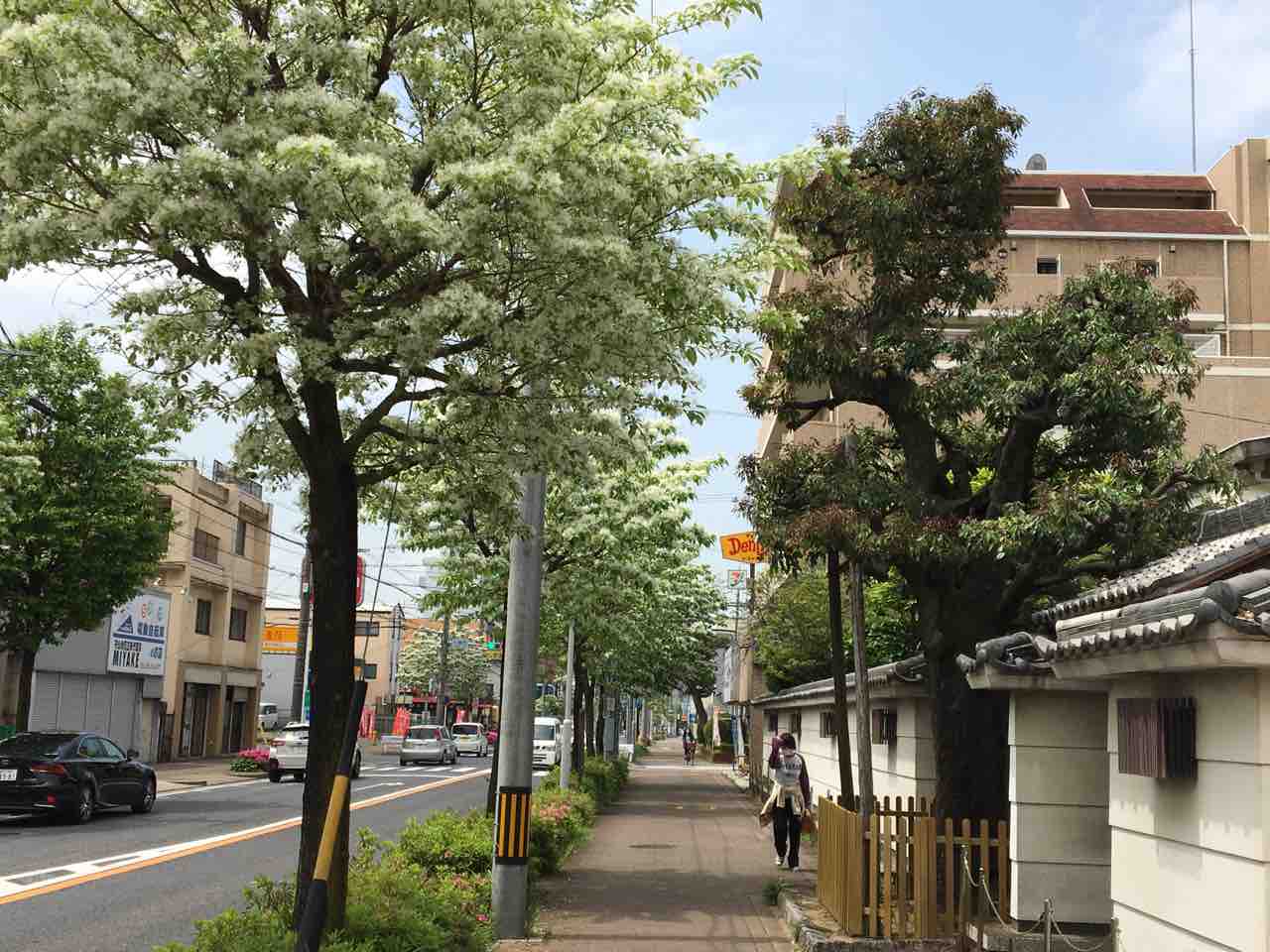 No 69 瀬戸街道のカシの木 守山区 硬しという言葉に由来するカシ 年輪 Since1956 No 69 瀬戸街道のカシの木 守山区 硬しという言葉に由来するカシ 年輪 Since1956