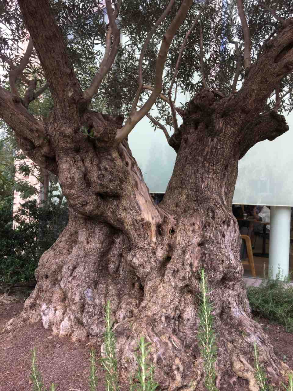オリーブの古木（千種区）〜古代ギリシャ文明の繁栄を支えた