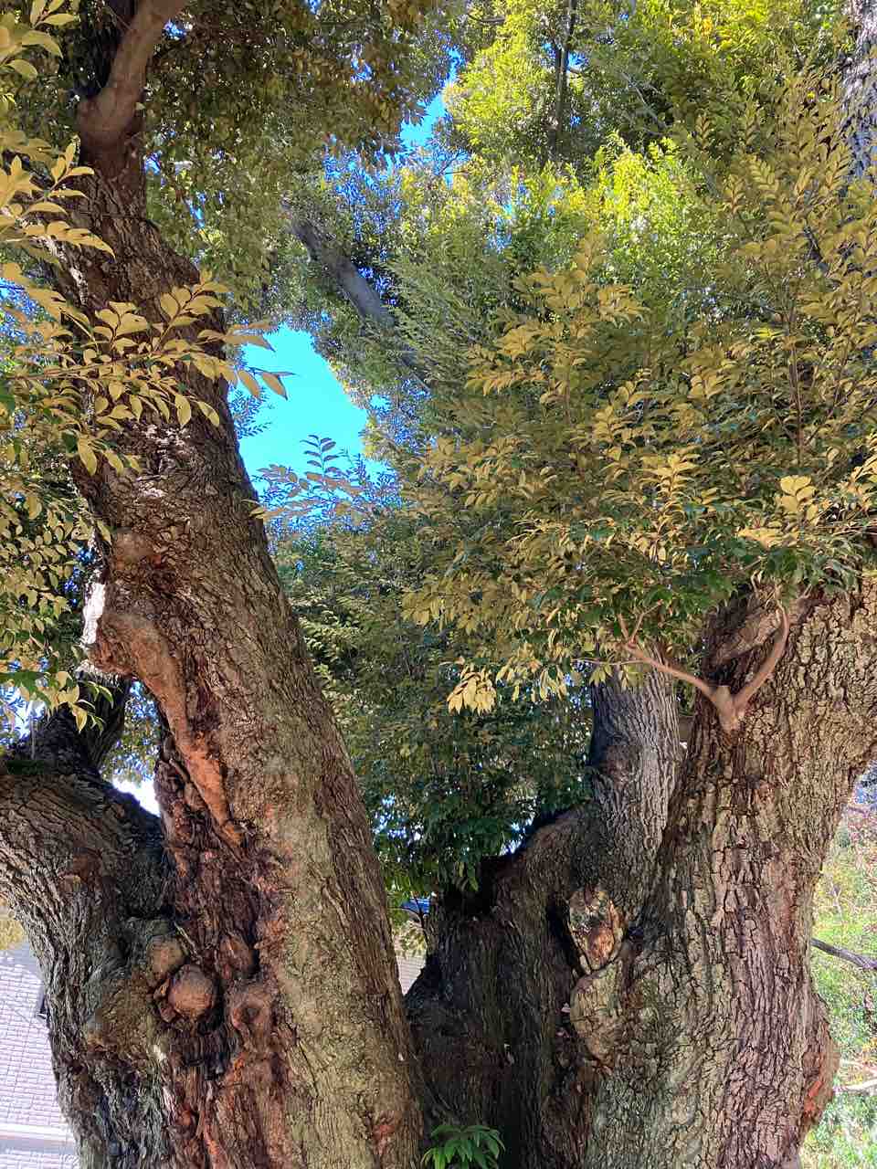 No.84 堤本町のシイ（豊田市）〜豊田市の名木第181号 : 年輪〜Since1956