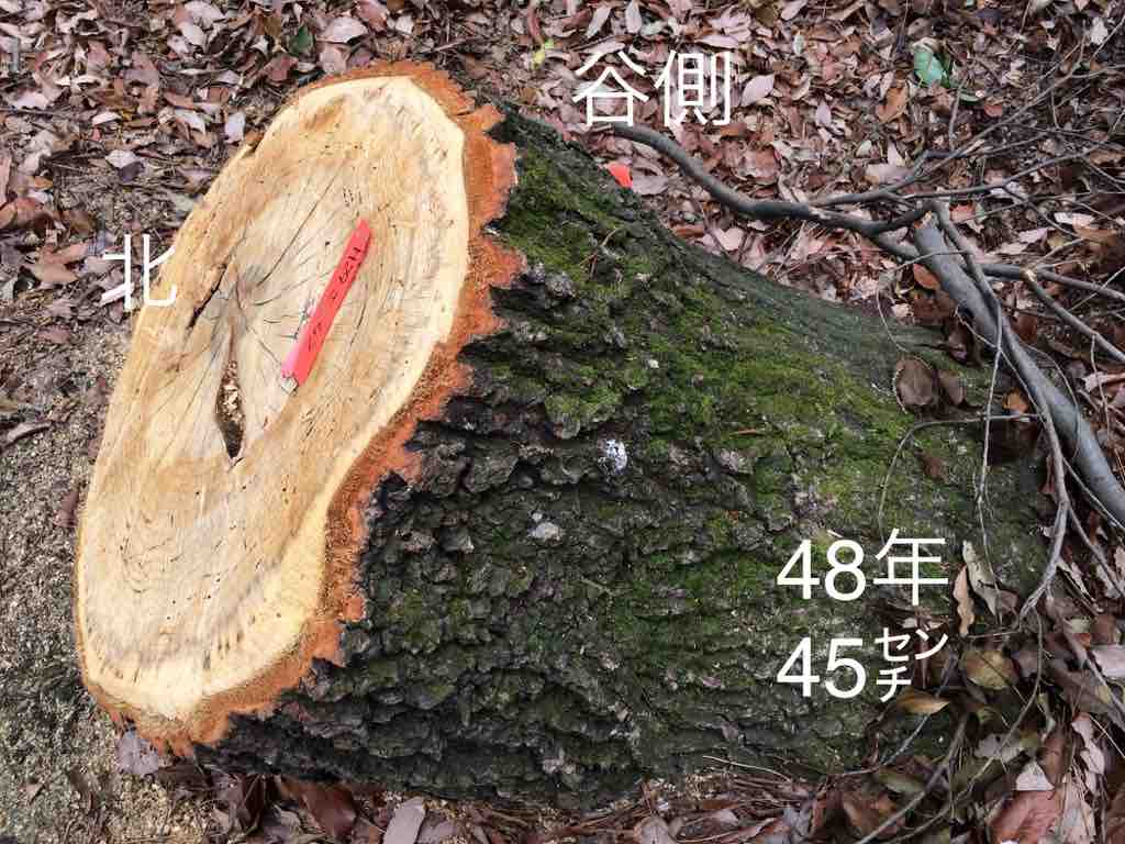 檜切り株根元樹齢９０年 檜切り株根元樹齢90年 檜切り株根元、樹齢90年 - メルカリ