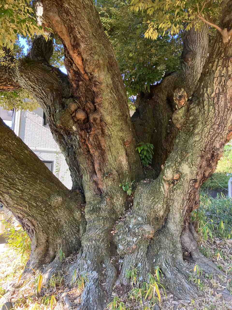 No.84 堤本町のシイ（豊田市）〜豊田市の名木第181号 : 年輪〜Since1956